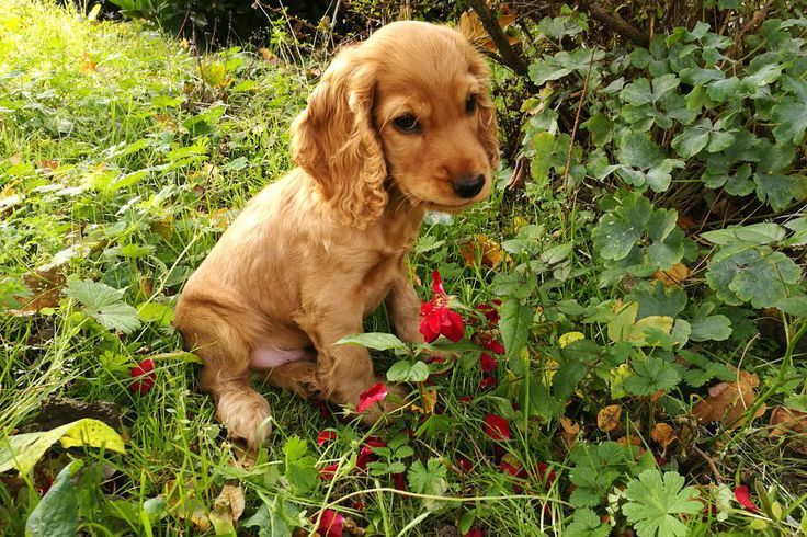 Руда дівчинка англійського кокер-спаніеля — спокій, ніжність і правиль