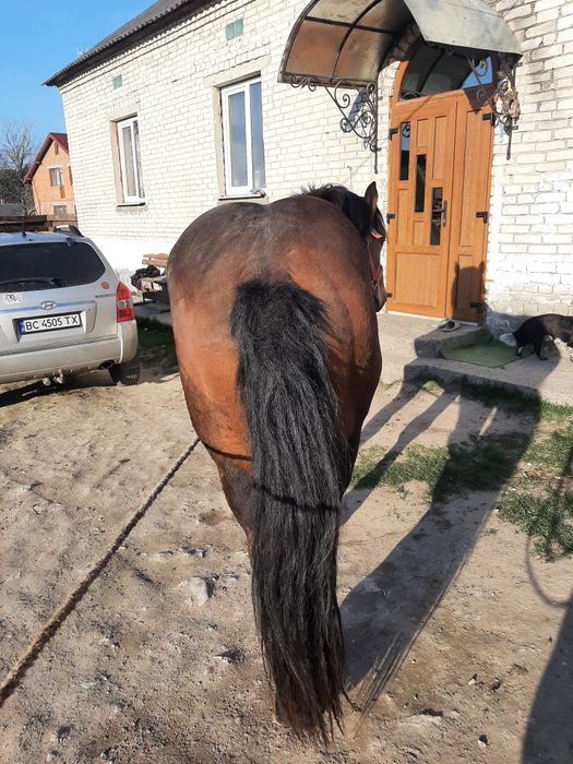 Продам жеребця турійця