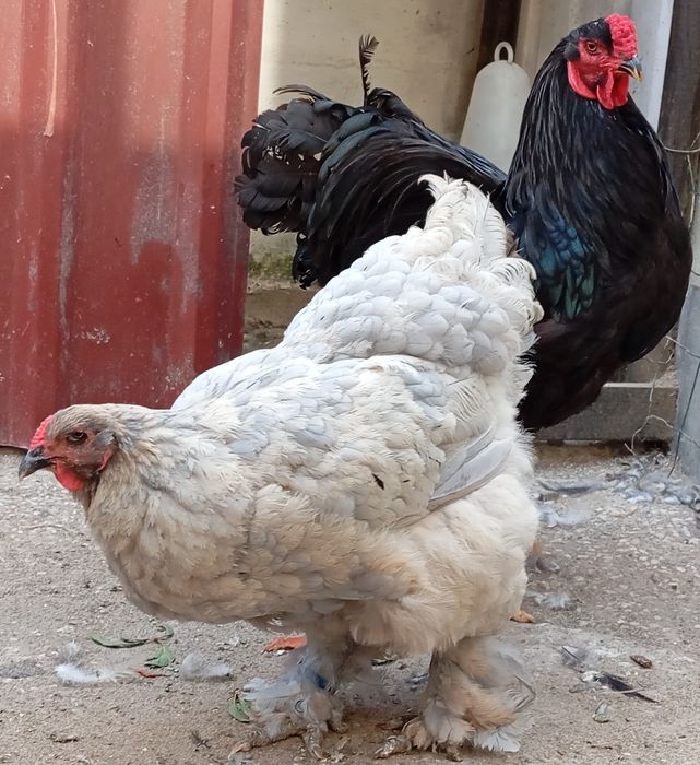 Aves Ornamentais Brahmas várias mutações