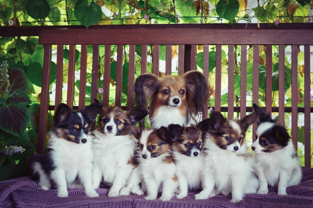 Папильон- радость в ваш дом!