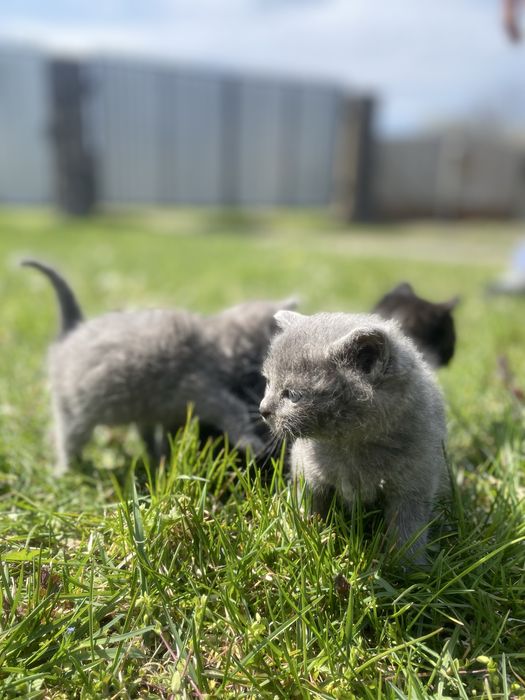 Віддам кошенят у добрі руки