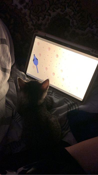 маленьке кошеня
