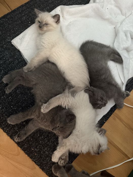 Британські коти