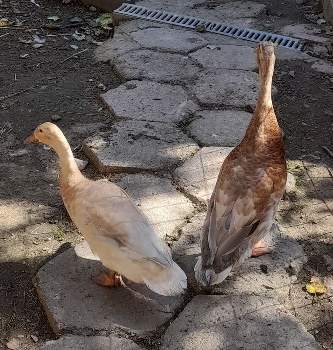 Kaczka biegusa Indyjskiego / samica