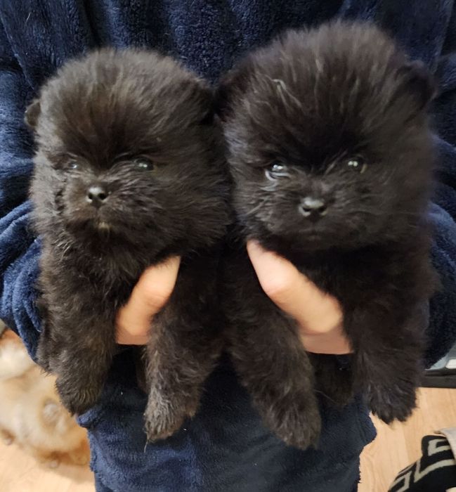 Шпицы померанские мальчики.