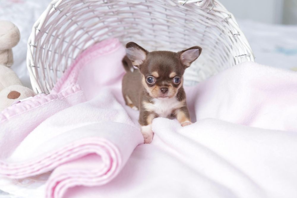 Chihuahua fci dziewczynka show class