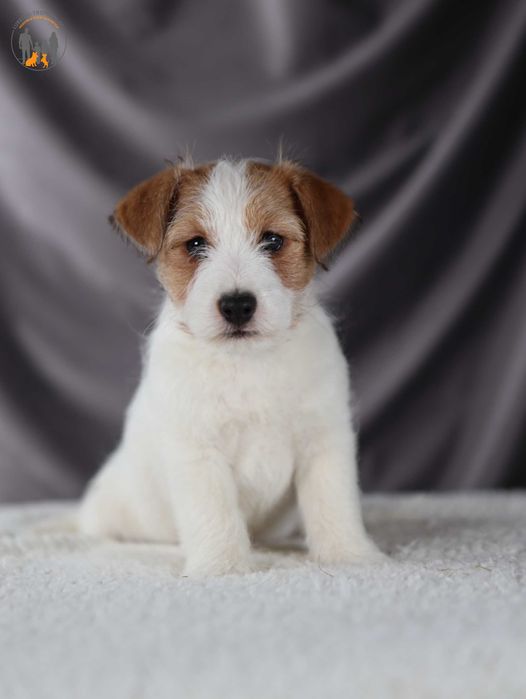 Jack Russell Terrier ZKwP FCI piesek rezerwacja
