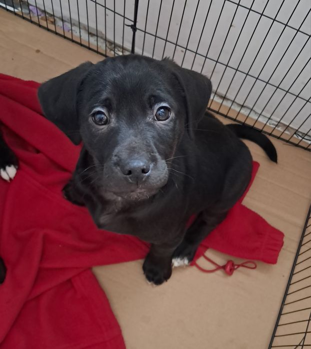 Oddam za darmo w dobre ręce, piesek w typie labladora