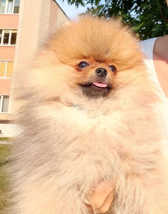 Міні малятко хлопчик