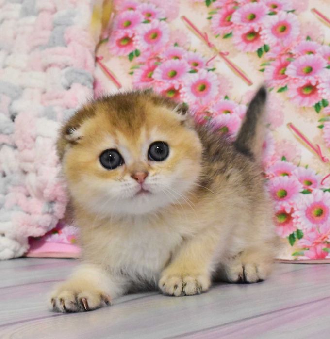 Шотландські висловухі Золоті зеленоокі дівчатка Габріела та Грація