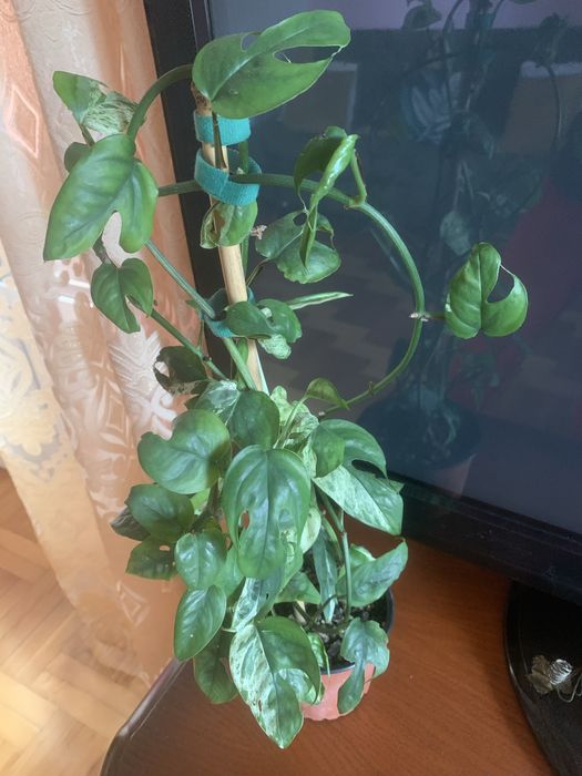Epipremnum pinnatum marble - cala roslinka !