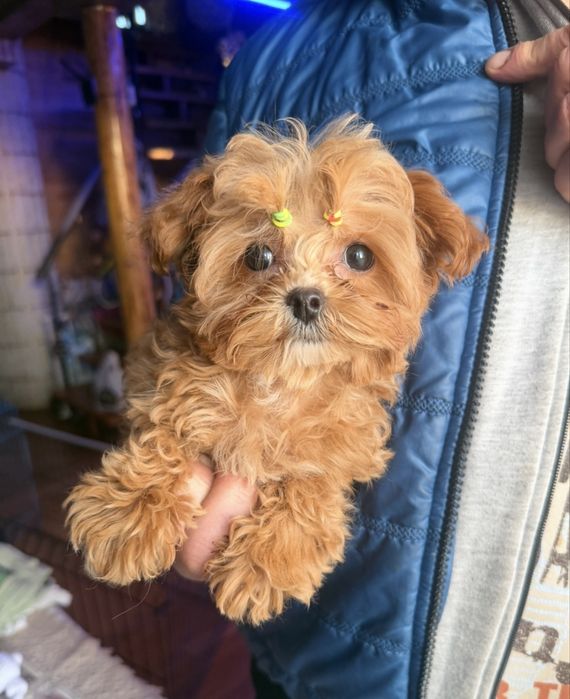 Супер мини кукольная девочка мальтипу пудель