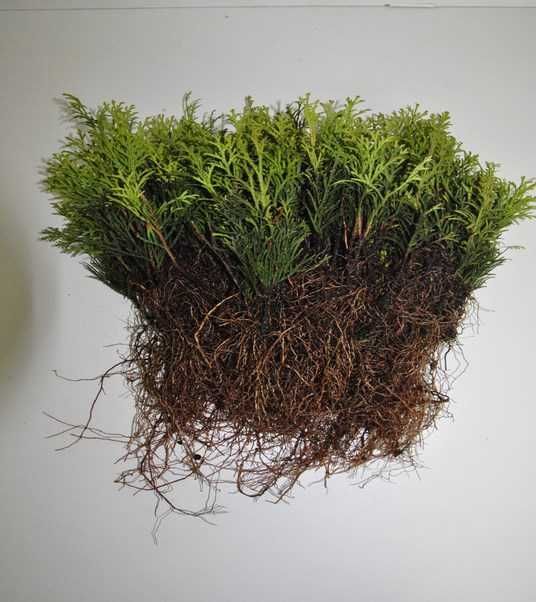 TUJA SZMARAGD THUJA SMARAGD sadzonka 100szt/1szt - 1zł