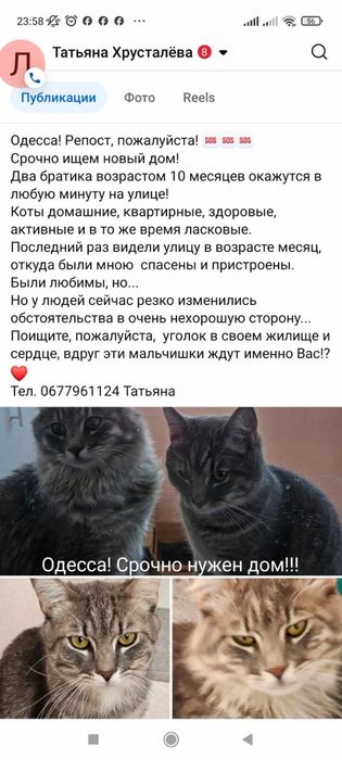 котики братики ищут дом
