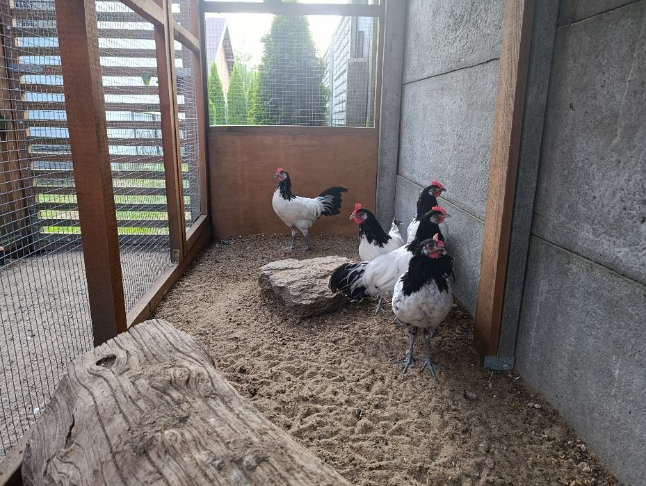 Koguty lakenfelder ozdobne, vorwerk, fryzyjskie, hamburskie, wyandotta
