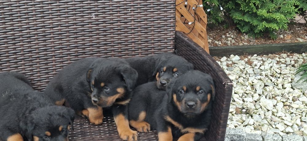 Rottweiler z metryką