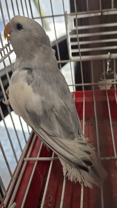 Vendo Agapornis roseicollis