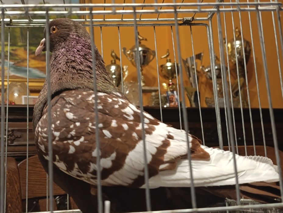 Ryś, rysie, wysyłam, gołębie ozdobne