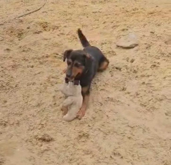 Piękność w typie gończy