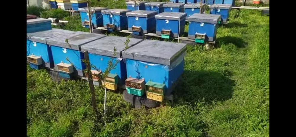 Бджолопакети Карніка