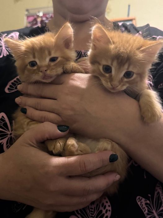 Рыжие котята ищет любящих хозяев