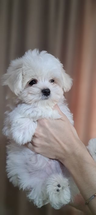 Міні мальтіпу маленьке чудо