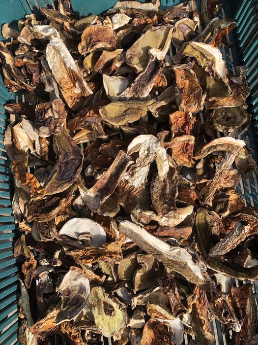 Сухий білий гриб, сушені гриби