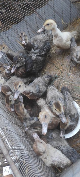 Мускусні качки. Індокачки.