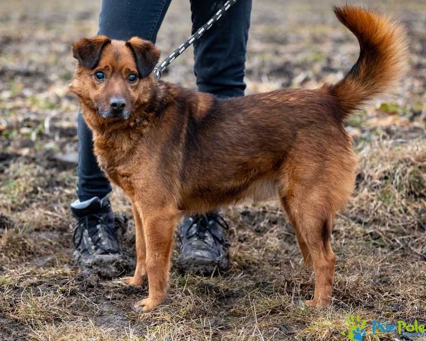 Kochany MAJOR szuka domu na zawsze!