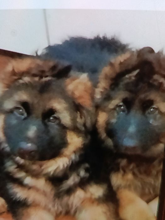 Owczarek niemiecki długowłosy