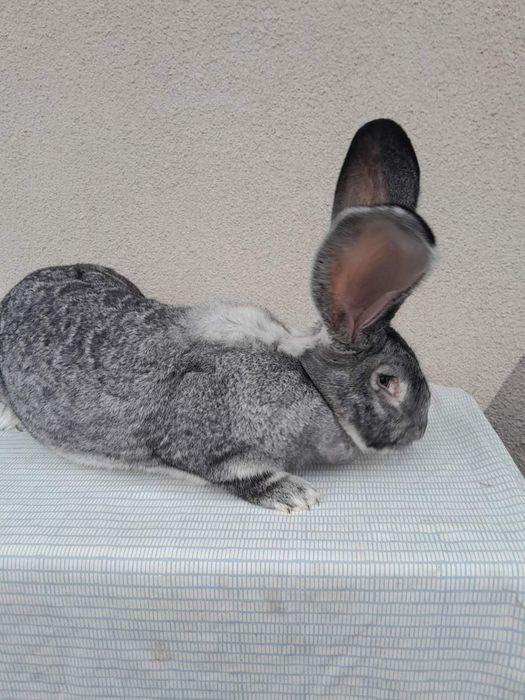 Кролі кроликі Самка