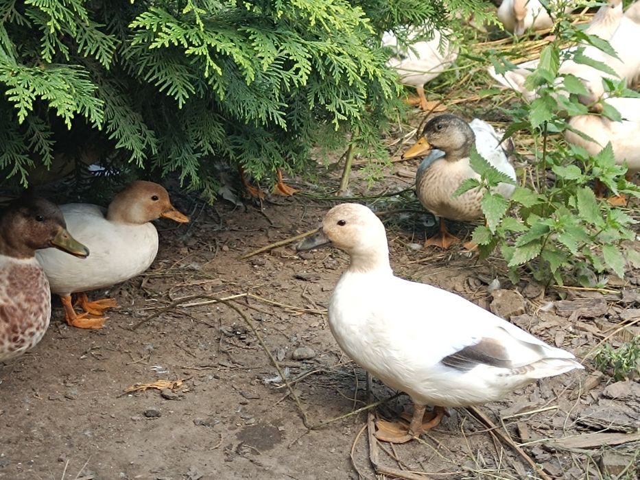 Kaczki Call duck