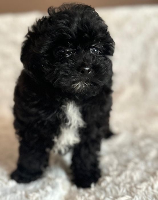 Pomapoo chłopczyk