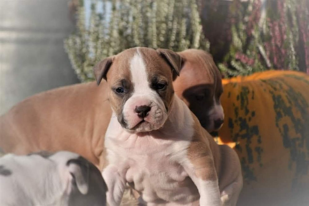 Amstaff ZKwP FCI szczenięta po championach