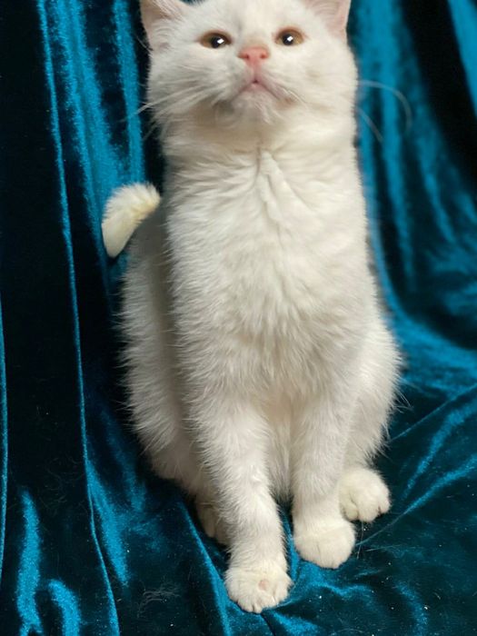 Отдам даром в добрые руки белоснежного котика метис ангоры