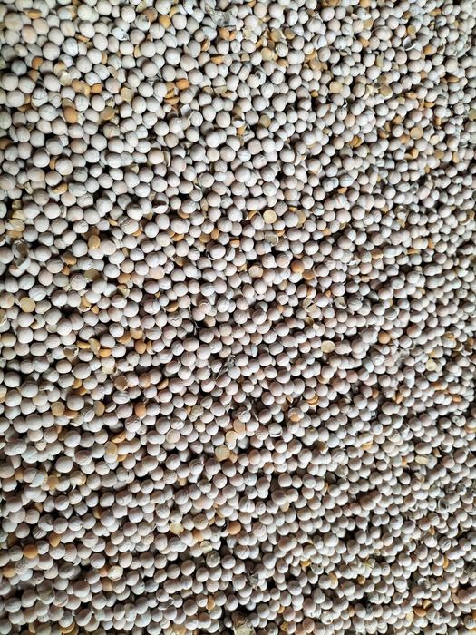 Groch ogólnoużytkowy