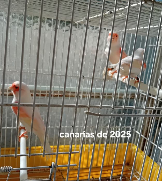 Canarias mosaico de 2025