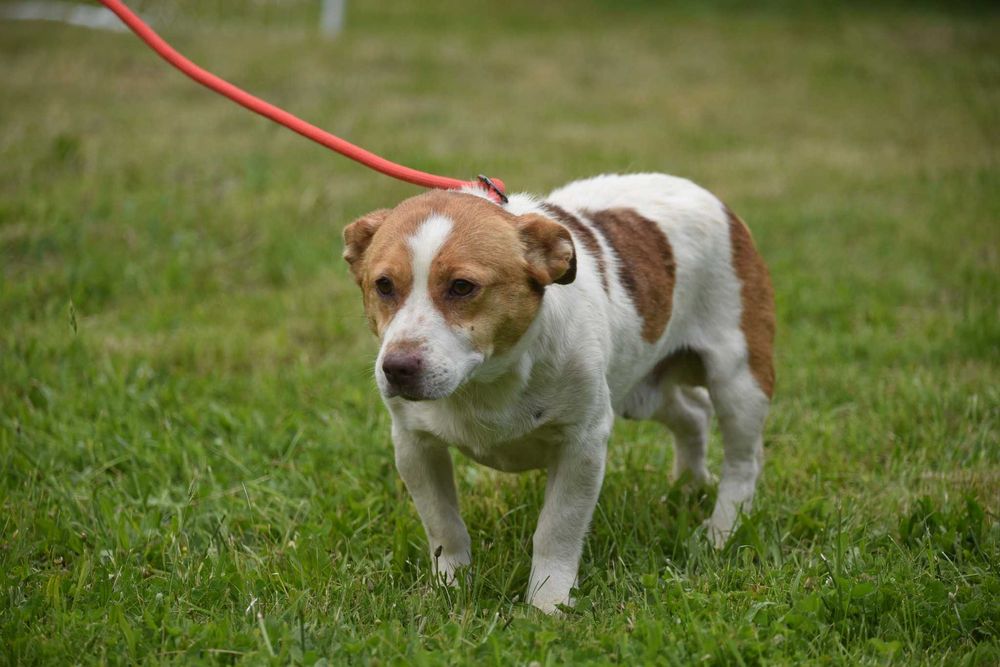 Kompot - piesek do adopcji