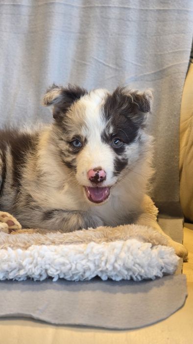 Border Collie Red Merle Fêmea (Olho Azul e Verde)