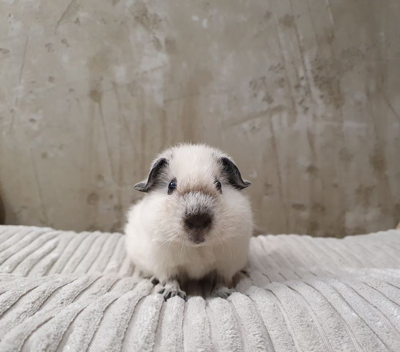 Świnka morska Us Teddy Samiczka