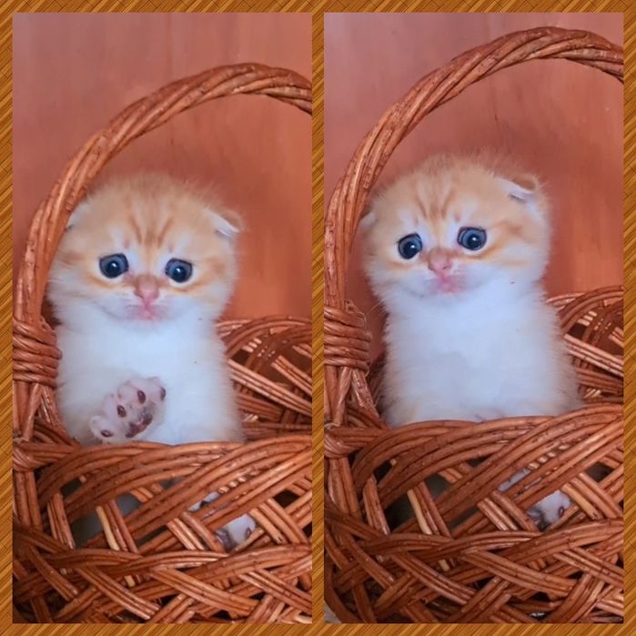 Шикарный мальчик Золотая шиншилла