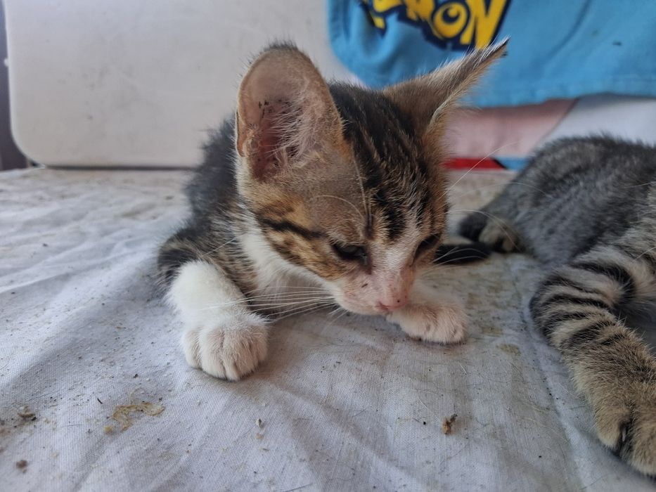 Gatinhos para doação!