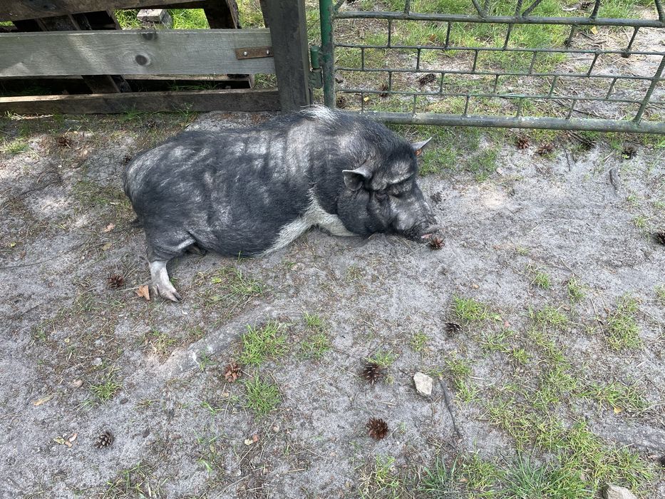 Oddam świnie. Mala świnka, wietnamka