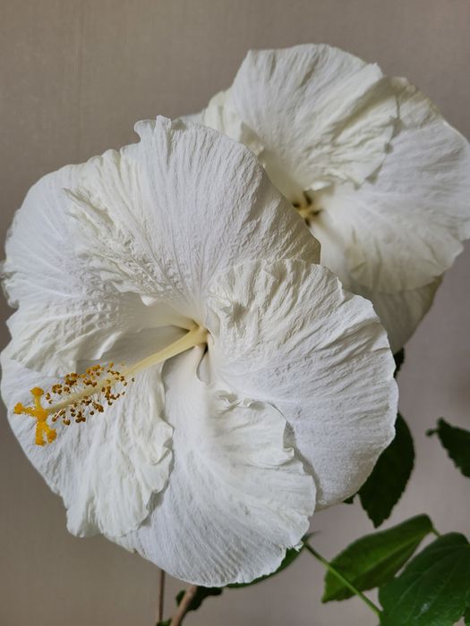 Гібіскус (гибискус) сорт Byron Metts