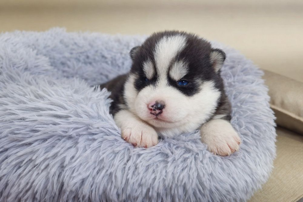 Szczeniak Siberian Husky rodowód ZKwP FCI Champion Puppy Pedigree
