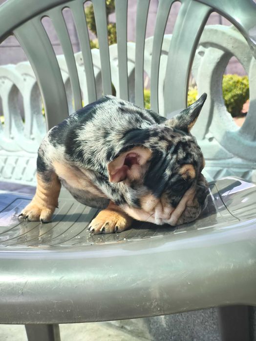 Мерле тан мальчик французского бульдога