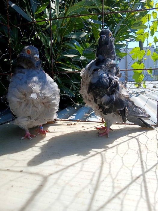 Pombos chorreras para venda