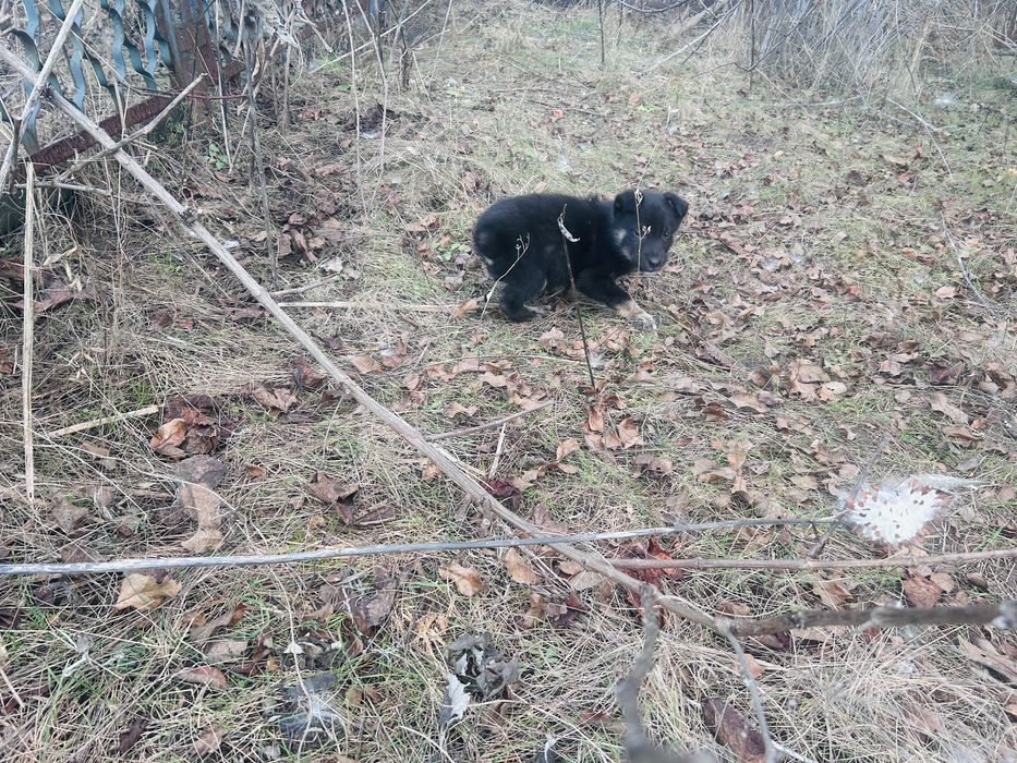 Щенята в добрі руки