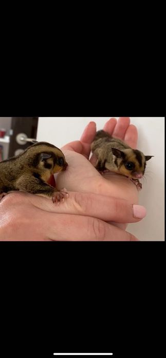 Lotopałanka Karłowata | Sugar Glider
