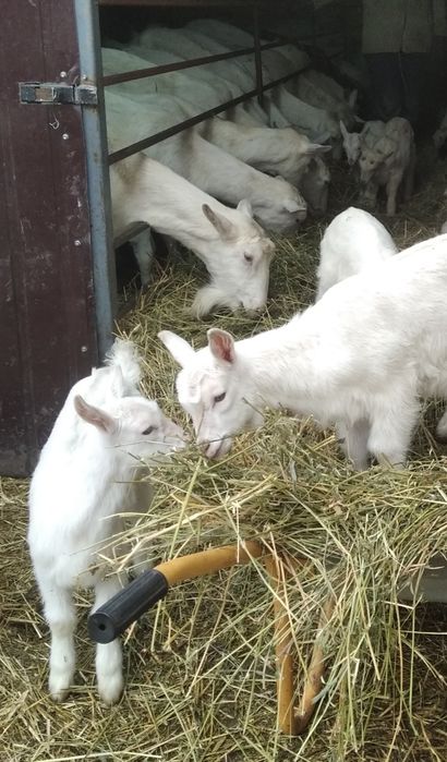 Козлята зааненской породы чистокровные.